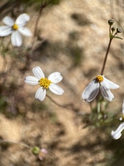 Coreocarpus parthenioides