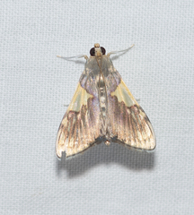Rehimena cissophora