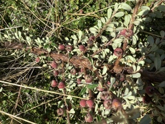 Cotoneaster microphyllus