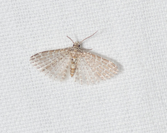Alucita pygmaea