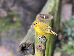 Ploceus castaneiceps