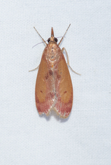 Syntonarcha iriastis