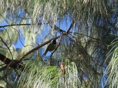 Poecile sclateri