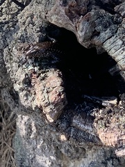 Concinnia tenuis