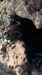 Concinnia tenuis