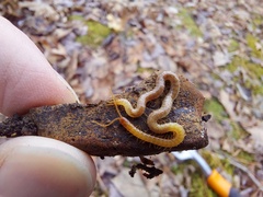 Geophilus cayugae