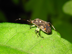 Eurystylus coelestialium