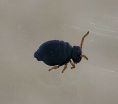 Sminthurinus atrapallidus