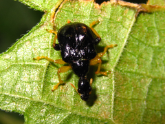 Phymatapoderus