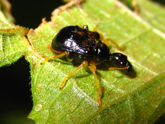 Phymatapoderus