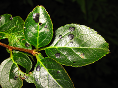 Ilex macropoda pseudomacropoda
