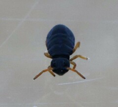 Sminthurinus atrapallidus