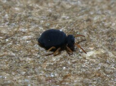 Sminthurinus atrapallidus