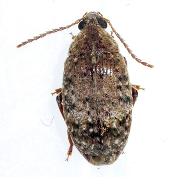 Locust Seed Beetle