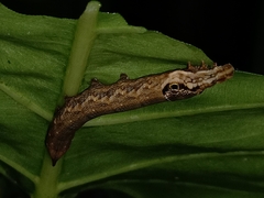 Eupanacra elegantulus