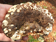 Trichoderma pulvinatum