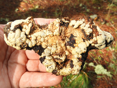 Trichoderma pulvinatum