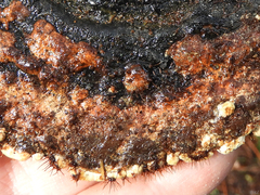 Trichoderma pulvinatum