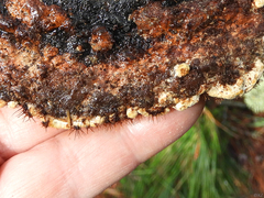 Trichoderma pulvinatum