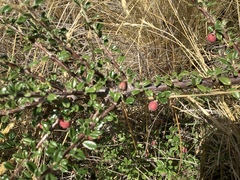 Cotoneaster microphyllus