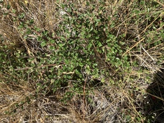Cotoneaster microphyllus