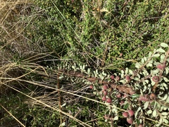 Cotoneaster microphyllus