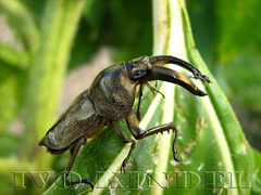 Casignetus humboldti