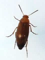 Anaspis