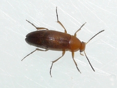 Anaspis