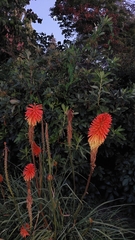 Kniphofia uvaria
