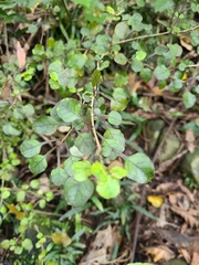 Coprosma areolata