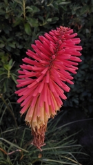 Kniphofia uvaria