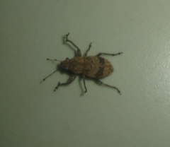 Pantomorus postfasciatus