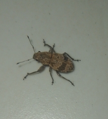 Pantomorus postfasciatus