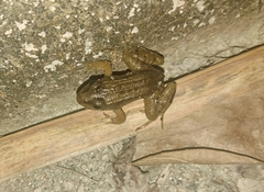 Leptodactylus latrans