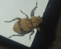 Pantomorus postfasciatus