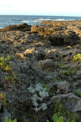 Crossostephium chinense