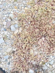 Euphorbia glyptosperma