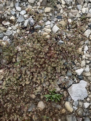 Euphorbia glyptosperma