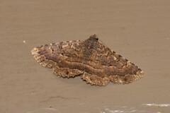 Diatenes aglossoides