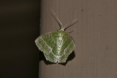 Eucyclodes insperata
