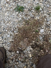 Euphorbia glyptosperma