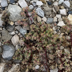 Euphorbia glyptosperma