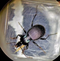 Sphaeroderus