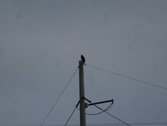 Haliaeetus leucocephalus