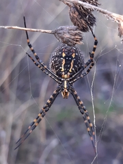 Argiope trifasciata