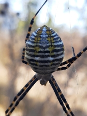 Argiope trifasciata