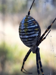 Argiope trifasciata