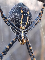 Argiope trifasciata