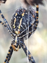 Argiope trifasciata